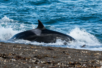 Fototapeta premium Killer whale hunting on the paragonian coast, Patagonia, Argentina