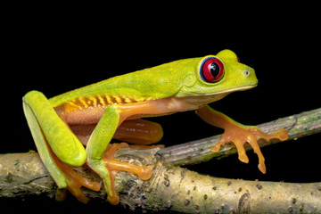 Red-eyed Tree Frog - Costa Rica Pacific Variant