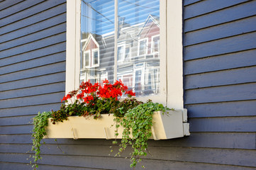 A St. John's Newfoundland jellybean house with geraniums in a window planter box and reflections of local architecture.