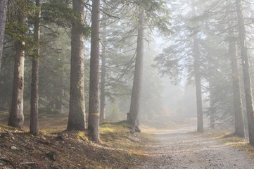 trees and roads in the fog