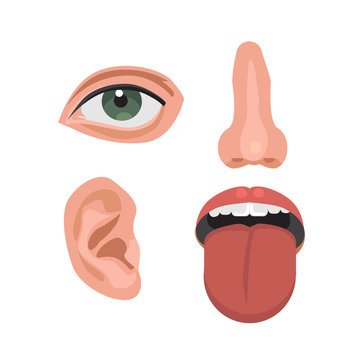 Nose, ear, eye, throat or mouth -parts of a human face. ENT doctor, otolaryngologist and optometrist. Educational anatomy. Flat vector illustration isolated on white background.