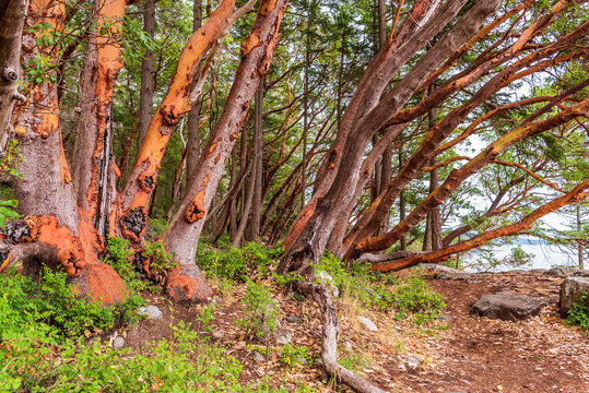 Abstract red Arbutus and green tree background. Rocks and mountains in Vancouver, Canada.