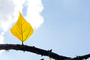 leaf and sky