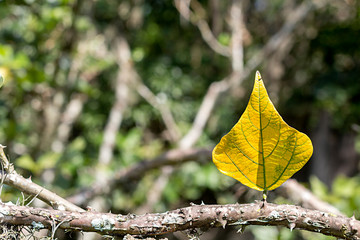 Leaf on tree