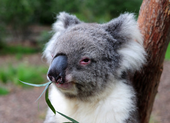 Look Into The Face Of A Koala Bear SA Australia