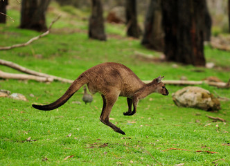 Naklejka na ściany i meble Kangaroo Jumping In The Meadow SA Australia
