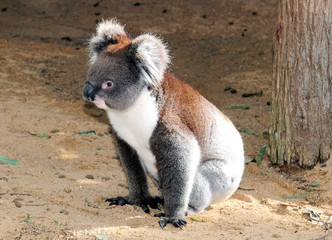 Sitting Koala Bear SA Australia