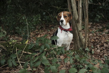 Cute beagle hunting dog in the woods 