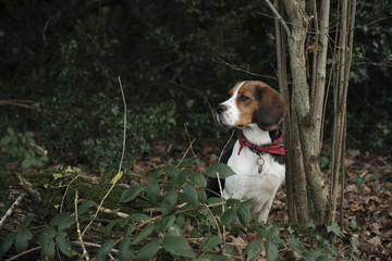 Cute beagle hunting dog in the woods 