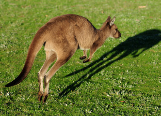 Naklejka na ściany i meble Kangaroo Jumping In The Meadow Casting A Shadow Kangaroo Island SA Australia
