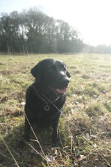 Cute black lab playing