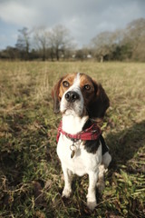 Cute beagle hunting dog looking at the camera 