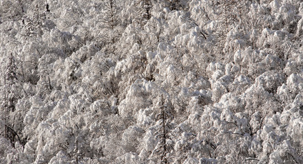 Treetops covered in new snow