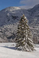Spruce tree with forest behind, winter time