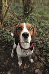 Naklejka na ściany i meble Cute beagle hunting dog looking at the camera 