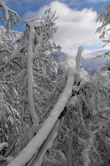 Fallen beech tree covered in new fallen snow