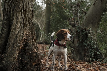 Cute beagle hunting dog in the woods 