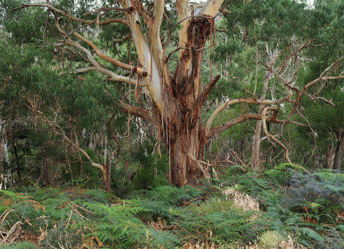 Knobby Tree At Fyans Loop Grampians National Park Victoria Australia