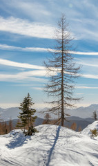 Fototapeta na wymiar Larch tree on a beautiful clear day, winter in mountains