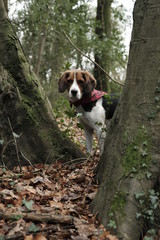 Cute beagle hunting dog in the woods 
