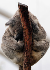 Fototapeta premium Front View Of A Koala Bear Sleeping In A Tree NSW Australia