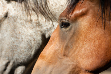 horse eye