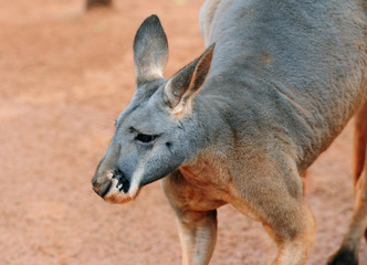 Naklejka na ściany i meble Close Up Of A Red A Kangaroo NSW Australia