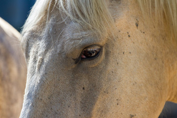 horse eye