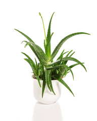 Aloe vera in white pot, growing plant isolated on white background. Beautiful green aloe succulent potted plant. Alternative treatment. Healthy floral decoration used in beauty and health care.