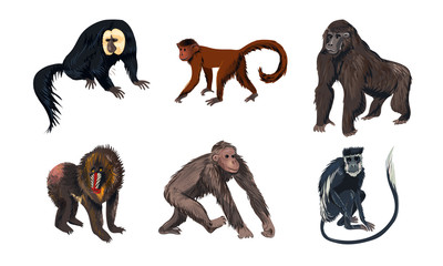 Funny monkey animals with long tales vector illustration