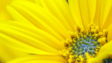closeup of yellow flower
