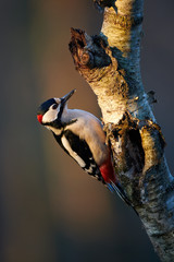 Male great-spotted woodpecker (Dendrocopos major) at sunset.
