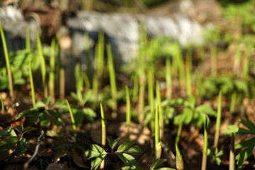 Lilies of the valley stems, spring.