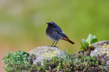 Small bird on a rock