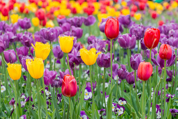 Fototapeta premium Yellow Crispa Tulips and Red Tulips with Purple Triumph Tulips on a beautiful background