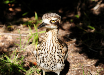 Close Up Of A Bush Stone Curlew Bird On Tropical Great Keppel Island Queensland Australia