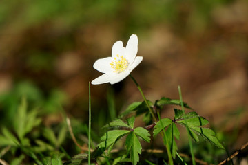 A beautiful spring wood anemone.