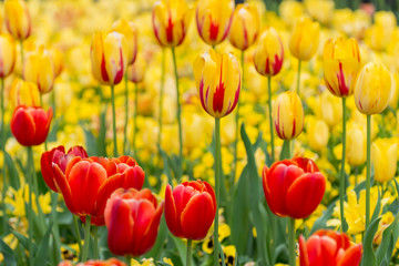 Half yellow, half red - Yellow Tulips with Red Tulips in a flowerbed