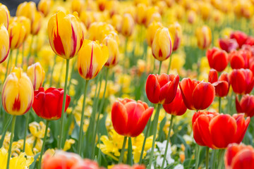 Fototapeta premium Half yellow, half red - Yellow Tulips with Red Tulips in a flowerbed