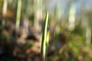 Lilies of the valley stems, spring.