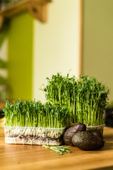 Grow sprouts of micro greens for a healthy salad. Eat right, stick to the concept of a young and modern kitchen. Ecofrendli and superfood. Raw food