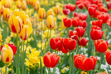 Fototapeta na wymiar Half yellow, half red - Yellow Tulips with Red Tulips in a flowerbed