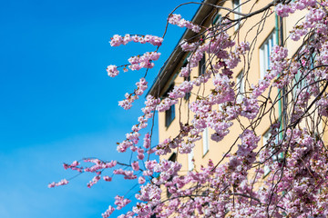 Cherry blossoms in Stockholm 