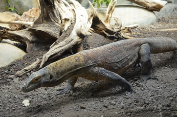 Komodo Dragon, the largest lizard in the world