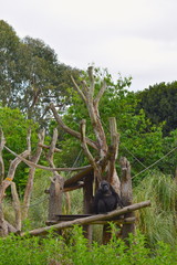 Gorillas are stocky animals with broad chests and shoulders large hands and forearms shorter than the upper arm Black hairless face with small eyes that are close together and large prominent nostrils