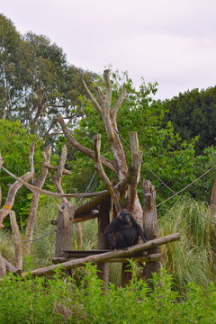 Largest Living Primate Has Broad Chest And Shoulders Big Hands And Forearms Shorter Than Upper Arms Hairless Face With Prominent Nostrils Dominant Silverback Male Females Offspring Form Gorilla Troop