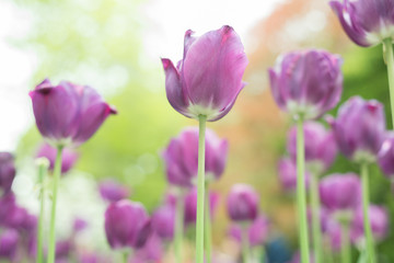 Purple tulips in a flowerbed on a blurry background