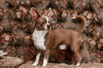 cute dog on stylish couch in apartment. The background is classic sofa. selective focus.