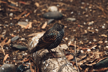 bird on branch