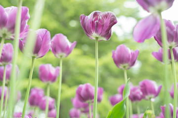 Purple tulips in a flowerbed on a blurry background